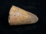 Large Cretaceous Fossil Crocodile Tooth - Morocco #10046-1